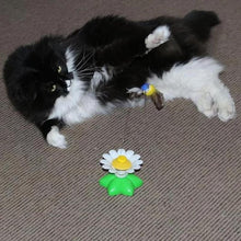 Load image into Gallery viewer, Interactive Bird Toy For Cats